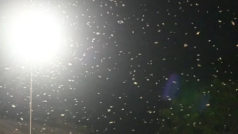 A group of moths or flying termites or alates (Macrotermes gilvus). Stock Footage 258024771