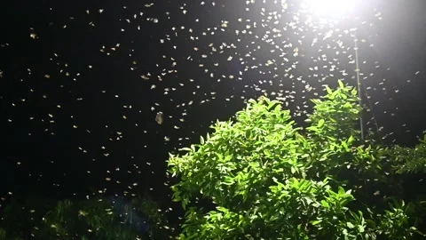 A group of moths or flying termites or alates (Macrotermes gilvus). Stock Footage 258024772