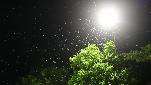 A group of moths or flying termites or alates (Macrotermes gilvus). Stock Footage 258024791