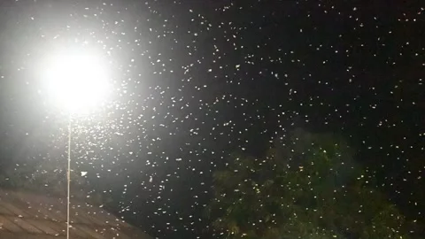 A group of moths or flying termites or alates (Macrotermes gilvus). Stock Footage 258024800