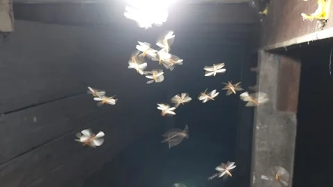 Group of moths playing with light Stock Footage 269606118