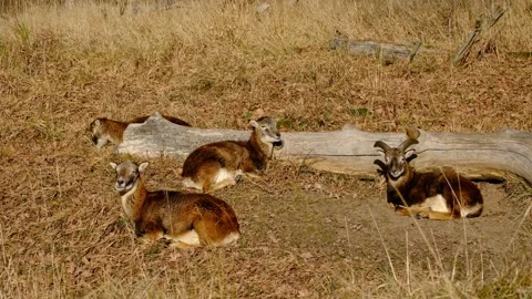 Group of mouflon sheep resting in the sun Stock Footage 325787304
