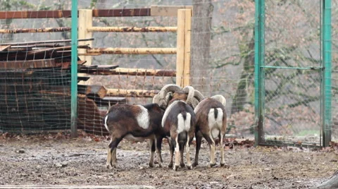 Group of Mouflons Stock Footage 44787851