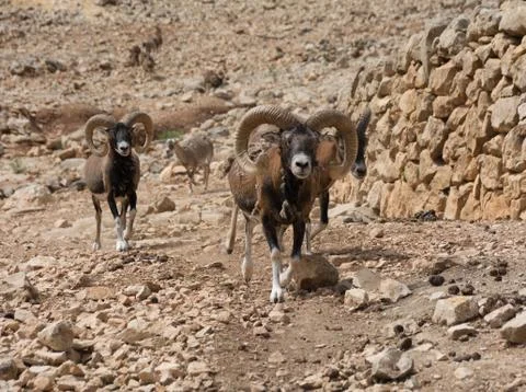 Group of Mouflons, Ovis gmelini or Ovis orientalis, walks through a mountains Foto stock