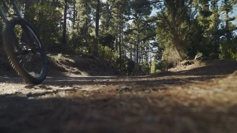 Group of mountain bike tourists in a pine forest Vídeos de archivo 82024936