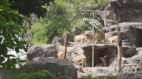 A group of mountain goat on a rock Stock Footage 236185824