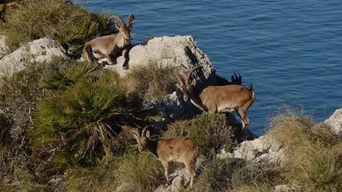 Group of mountain goats Stock Footage 71295922
