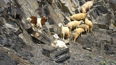 A group of mountain goats Stock Footage 94131556
