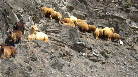 A group of mountain goats Stock-Footage 94131865