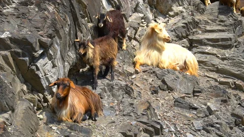 A group of mountain goats Stock Footage 94132162