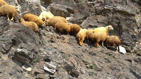A group of mountain goats Stock-Footage 94132370