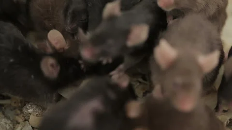 Group of Mouses Stock Footage 48869717