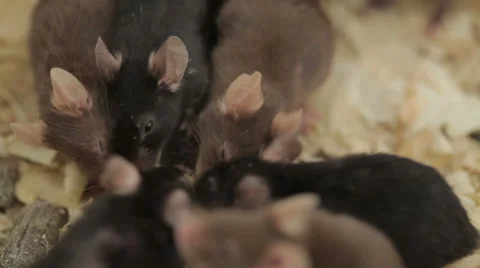 Group of Mouses Stock Footage 48869826