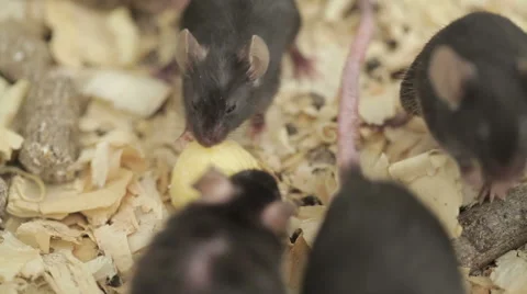 Group of Mouses Stock Footage 48869865