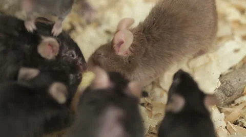 Group of Mouses Video stock 48870019