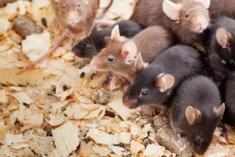 Group of mouses Stock Photos