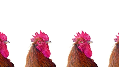 Group of moving roosters, motion design Stock Footage 112563478