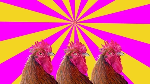 Group of moving roosters, motion design Stock Footage 112563482