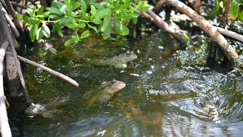 Group of Mudskipper or Amphibious fish  while swiming on surface water live in t Stock Footage 163654724