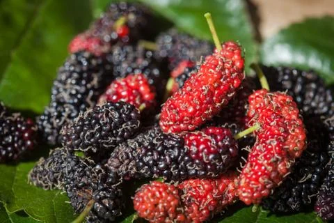 Group of mulberry on leaf plate Stock Photos