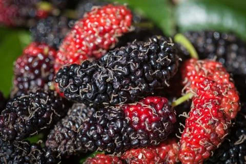 Group of mulberry on leaf plate Stock Photos