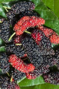 Group of mulberry on leaf plate Stock Photos