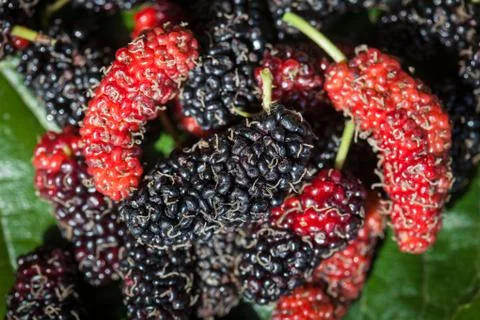 Group of mulberry on leaf plate Stock Photos