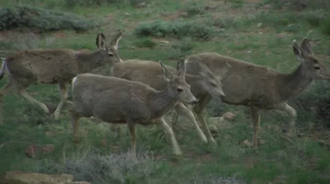 Group of Mule Deer in Rocky Mountain National Park, Colorado Stockbeeldmateriaal 48906020