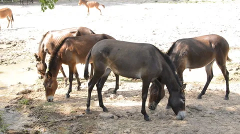 Group of mule grazing on farm. Video stock 49909431