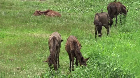 Group mule grazing. Stock Footage 77632518