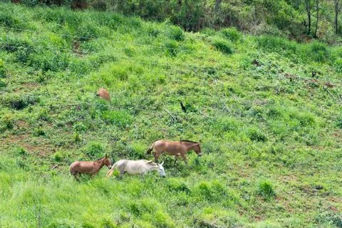 Group of mules grazing on the mountain Stock Photos