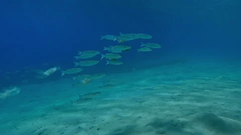 Group of Mullet fish in turquoise water above sand seabed on sunlight Video stock 338264503