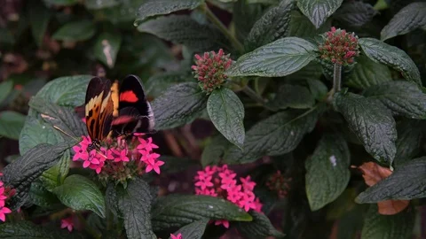 Group Multi Butterfly Feeding Nectar On Flower Stock Footage 89060525