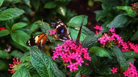 Group Multi Butterfly Feeding Nectar On Flower Stock Photos