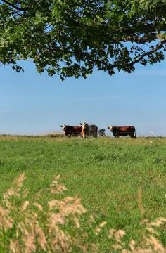 Group of multi colored beef cattle in green countryside pasture contained by Stock Photos