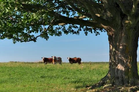 Group of multi colored beef cattle in idyllic green countryside pasture Stock Photos