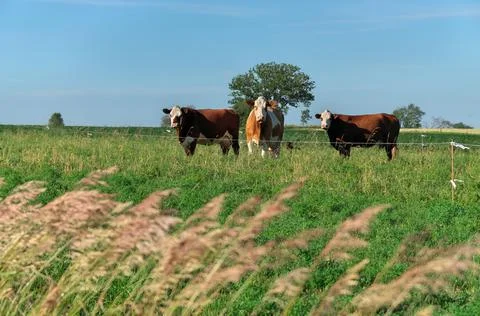 Group of multi colored beef cattle in green countryside pasture contained by Stock Photos