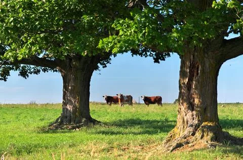Group of multi colored beef cattle in idyllic green countryside pasture Stock Photos
