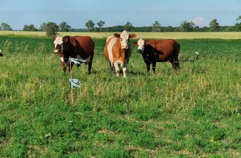 Group of multi colored beef cattle in green countryside pasture contained by Stock Photos