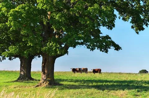 Group of multi colored beef cattle in idyllic green countryside pasture Stock Photos