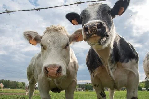 A group of multi-colored black and white cows graze in a corral on green grass Stock Photos
