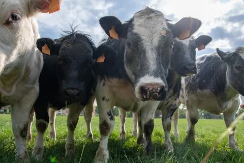 A group of multi-colored black and white cows graze in a corral on green grass Stock Photos