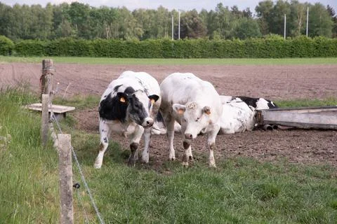 A group of multi-colored black and white cows graze in a corral on green grass Stock Photos