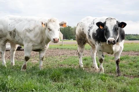 A group of multi-colored black and white cows graze in a corral on green grass Stock Photos