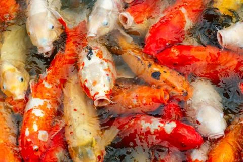 Group of multi-colored carps Koi Stock Photos