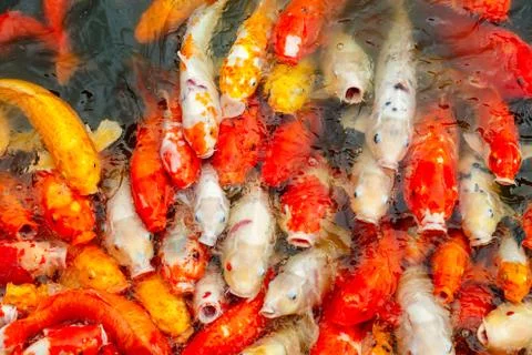 Group of multi-colored carps Koi Stock Photos