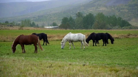 Group of multi-colored Icelandic horses graze in pasture, Iceland Stock Footage 119340285