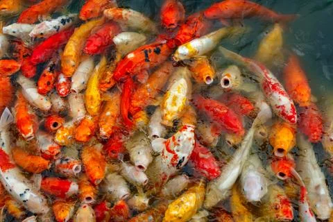 Group of multi-colored koi carps Stock Photos