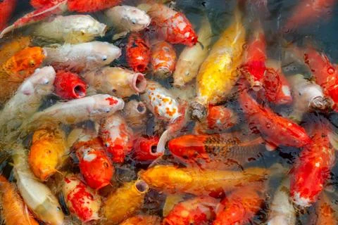 Group of multi-colored koi carps Stock Photos