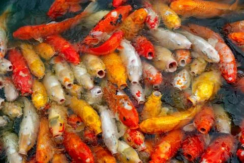 Group of multi-colored koi carps Stock Photos